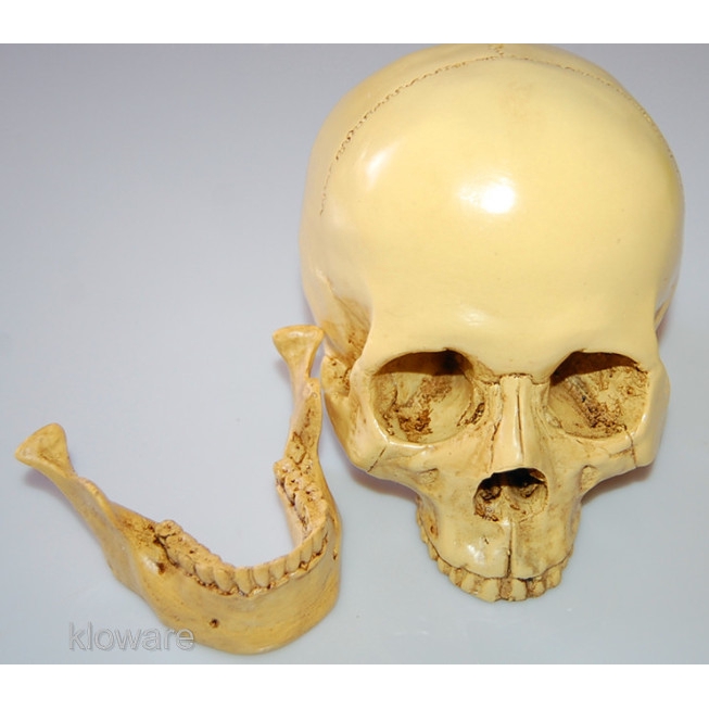 Mô Hình Bộ Xương Người Bằng Nhựa Resin Tỉ Lệ 1: 1