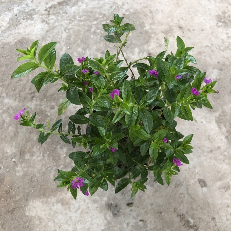 ccay cẩm tú mai cao 15-20cm đường kính 15-20cm hoa nở rực rỡ nhiều nhánh sum suê cực to cực đẹp