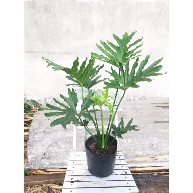 Cây trầu bà thanh xuân