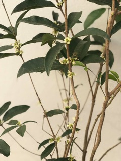 Cây mộc hương