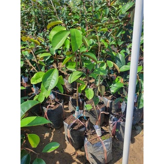 Cây giống vú sữa tím mica