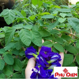 Gói 20 hạt giống hoa đậu biếc kép  PHÚ ĐIỀN
