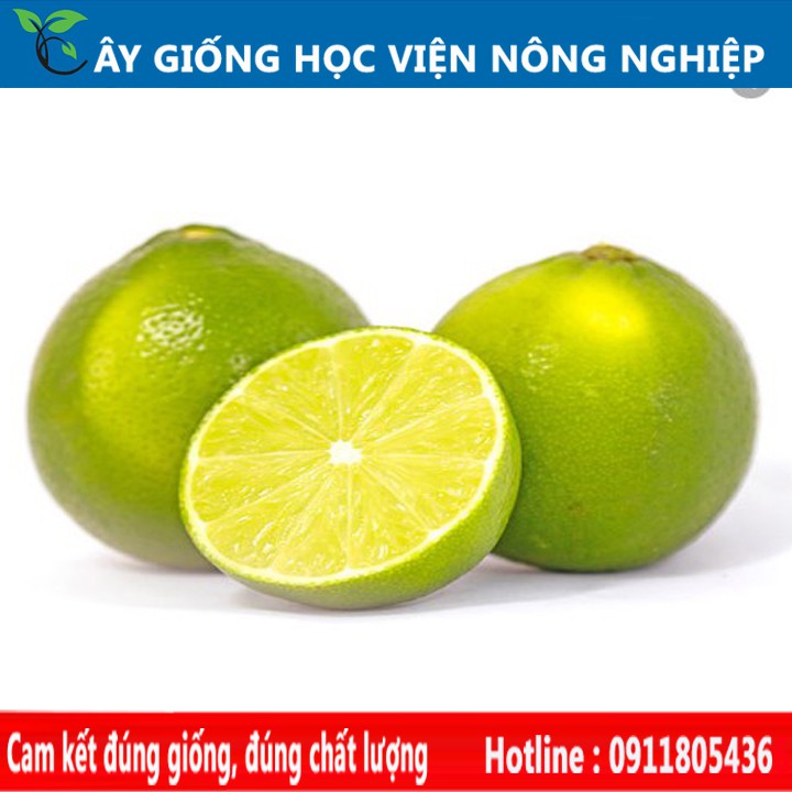 cây giống chanh không hạt