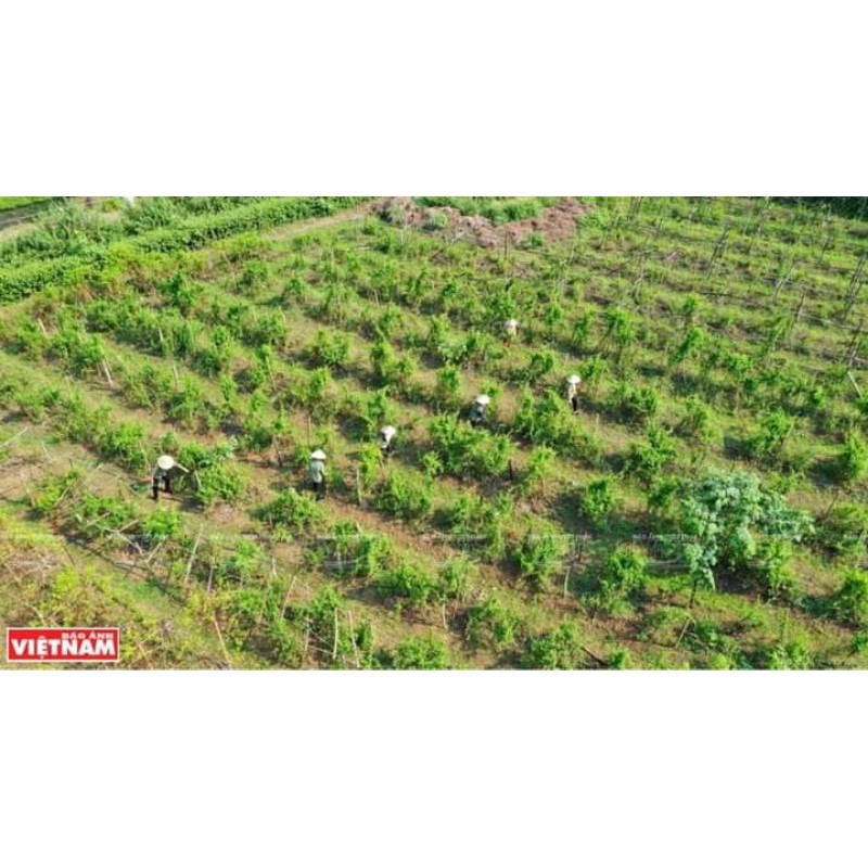 [CHÍNH HÃNG- 100ML] Tinh Dầu Sả Chanh, Tràm Gió...100% Nguyên Chất Sinh Dược- KHỬ MÙI, SÁT KHUẨN