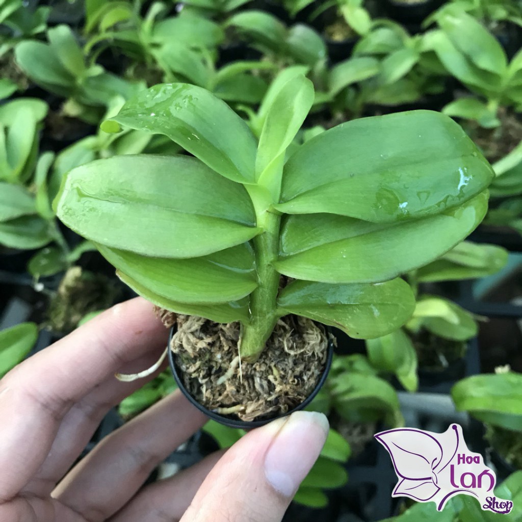 Lan Phi Điệp  🎁Mua 3 Tặng 1🎁  Lá Mít Thân Thủ