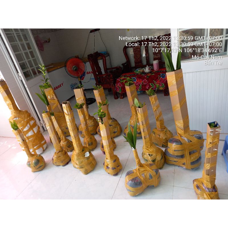 Combo 5 mai con quấn rễ 75 cm