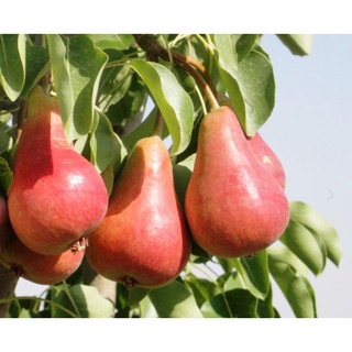 Giống Lê Đỏ Nam Mỹ