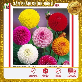 Hạt Giống Hoa Thược Dược Tổ Ong Mix 50 Hạt