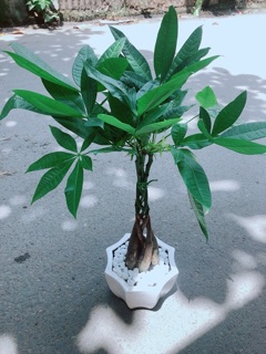 Chậu Kim Ngân 5 Thân Thắt Bính