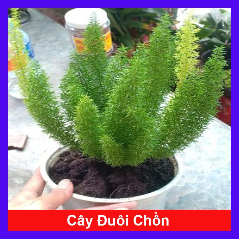 Cây đuôi chồn - Cây cảnh để bàn + tặng phân bón cho cây