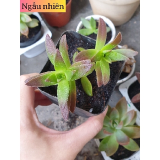 Chậu đất nung vẽ 7cm