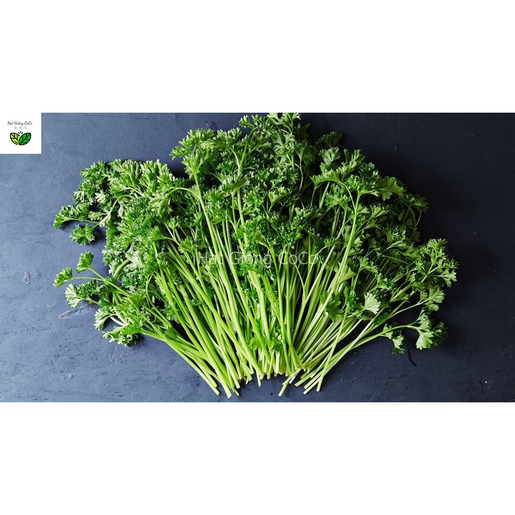 Hạt Giống Ngò Tây Parsley Siêu Xoắn Triple  Gói 2Gr