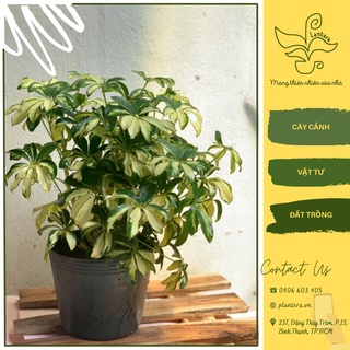Cây ngũ gia bì cẩm thạch chậu c9 - cây cảnh - cây ưa mát - cây lớn