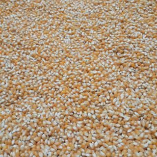 Ngô hạt nổ Bắp rang bơ 0,5kg