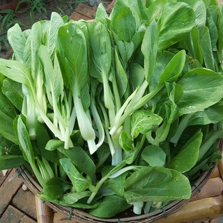 Hạt Giống Rau Cải Thìa Dễ Trồng, Năng Suất Cao 20gr