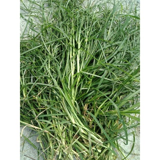 CỎ MẦN TRẦU KHÔ 100GR