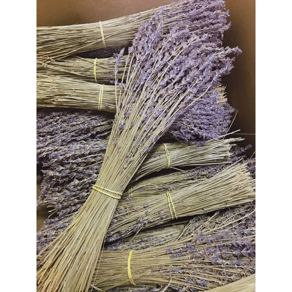 Hoa khô Lavender Pháp Sale