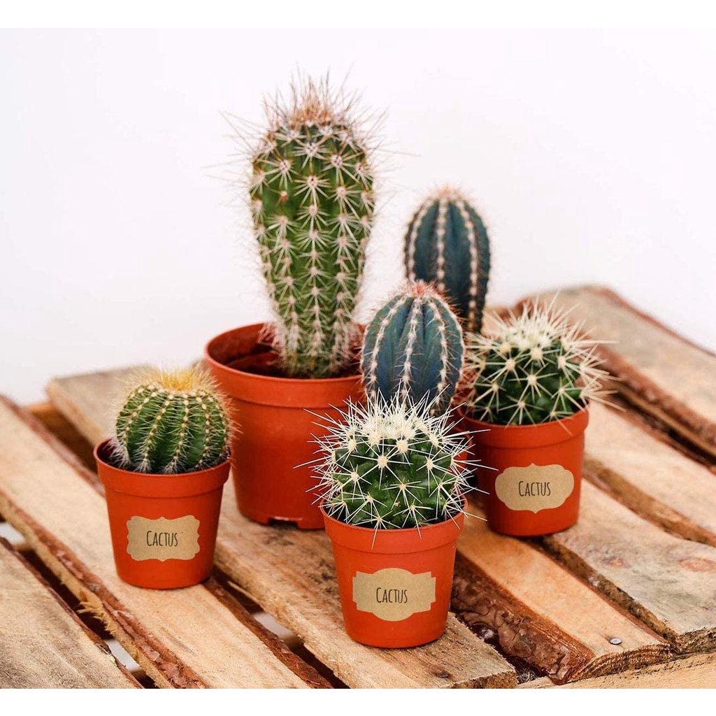 Cuộn 300 nhãn dán bằng giấy kraft tự dính 1.2 &quot;x 2&quot; dễ tháo gỡ tiện lợi