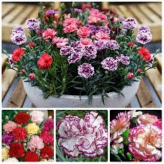 Hạt giống hoa cẩm chướng kép gói 100 hạt
