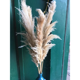 Cành cỏ lau khô trắng
