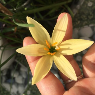 Củ giống phong huệ/huệ mưa vàng nhạt