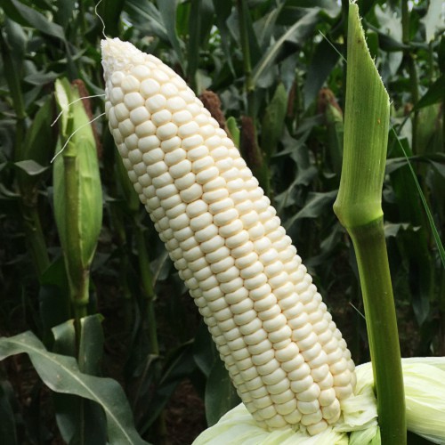 HẠT BẮP NẾP F1 TRẮNG - GÓI 100 GRAM