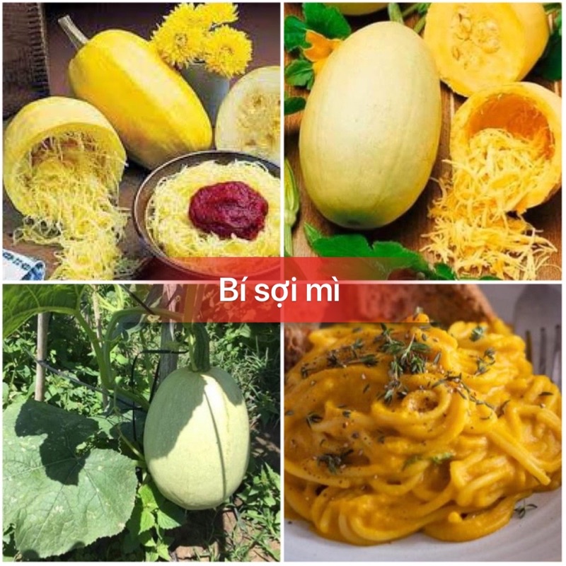 Hạt giống bí ngô sợi mì cao sản F1