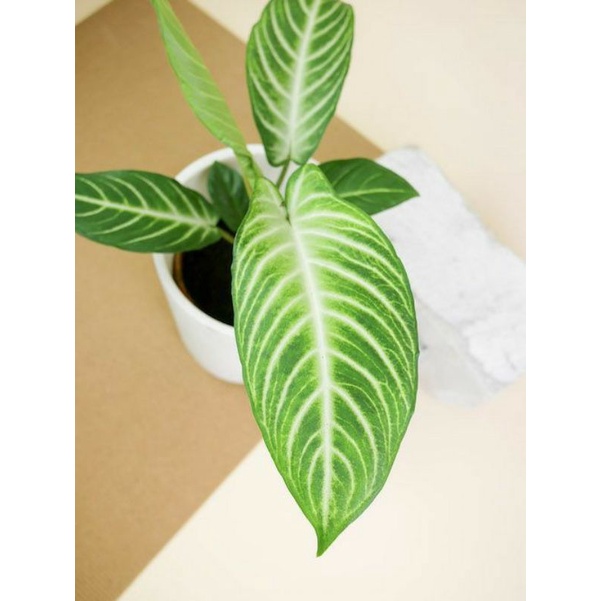 Chậu cứng Caladium lindenii