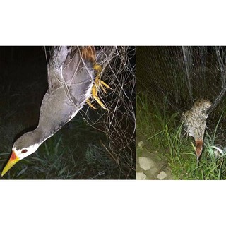 30M Lưới bẫy chim đêm cúm núm gà nước, quốc, bịp TH ,dài 30M mắt lỗ 7p sợi 20 cao 8m4 5 dây 4 túi lưới đen tàng hình