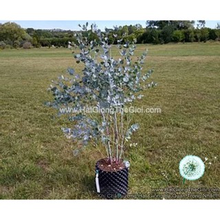 50h hạt giống cây lá bạc blue ice
