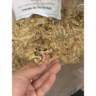 100gr Rêu Sâu Chi Lê (Hay Còn Gọi Là Dớn Chi Lê ) - Rêu Trồng Lan Cao Cấp