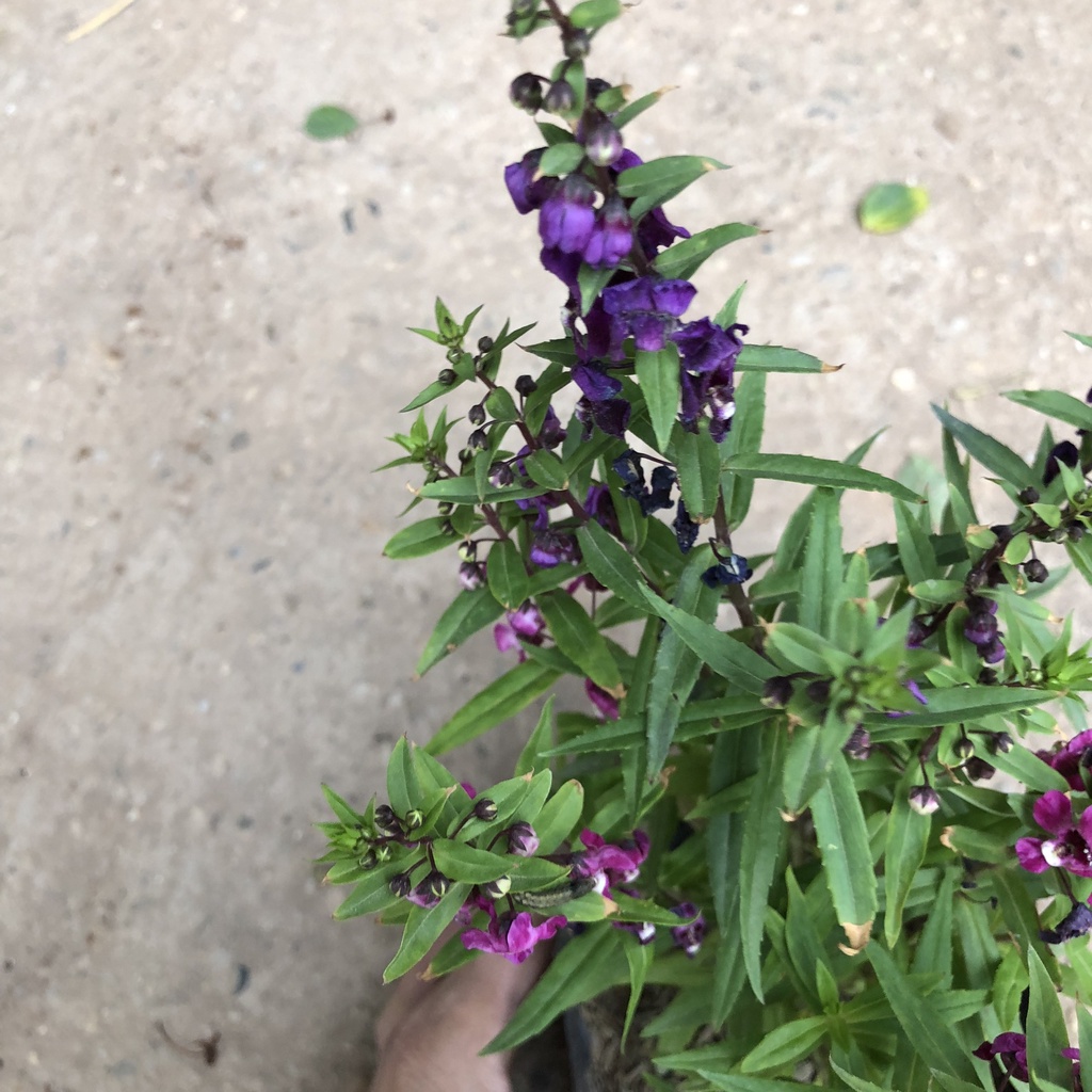 Cây hoa violet Nhật , Chiều cao 15cm với 3 màu hoa đặc sắc dễ chăm sóc thích hợp trang trí cảnh quan