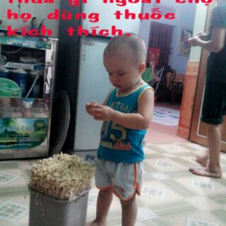 Thiết bị làm giá sạch đa năng (làm giá + muối dưa cà...)