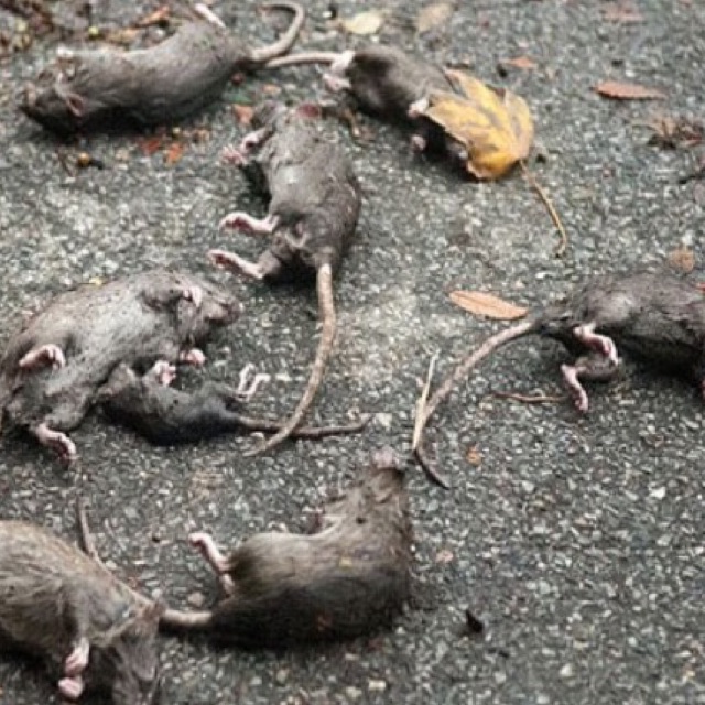 Thuốc diệt chuột sinh học an toàn cho vật nuôi
