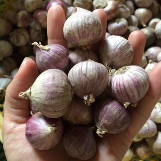 Combo 2kg tỏi cô đơn ta