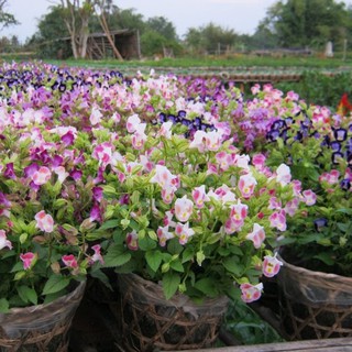 Hạt giống hoa Mắt Nai - Tô Liên Mix Mau - 10 hạt
