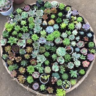 Sen Đá 10 cây 110k