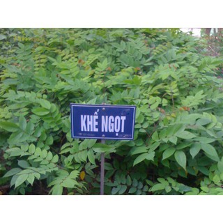 Cây GIỐNG khế ngọt