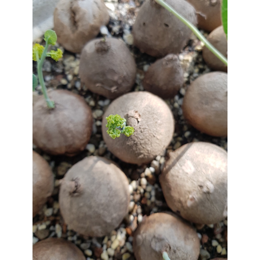 Bình vôi Thái - Stephania Erecta