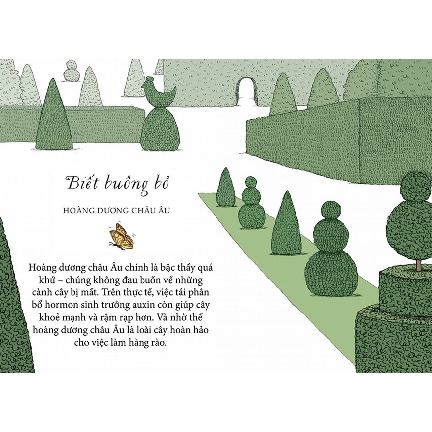 Sách - Sống như những cái cây