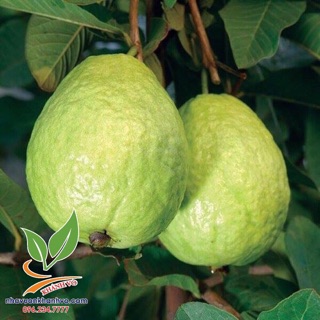 Ổi lê nữ hoàng