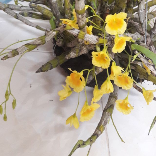 lan rừng kim điệp xuân 0,5kg 110 hoa nở vào mùa xuân(hang đa thân xuống lá)
