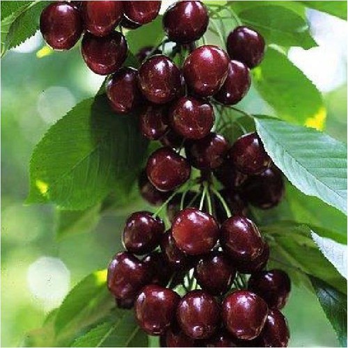 Hạt giống cây ăn trái cherry nhiệt đới 10 hạt - tặng kèm 3 viên nén kích thích ươm hạt giống