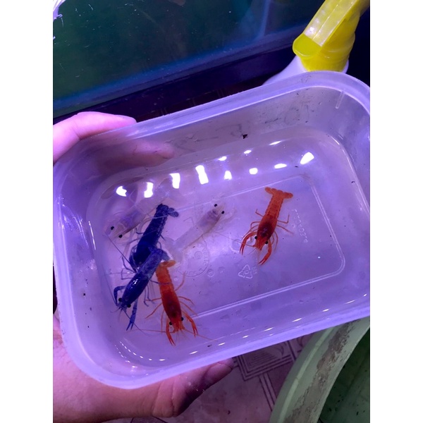 Tô.m kiểng mini xanh,cam,trắng (crayfish)