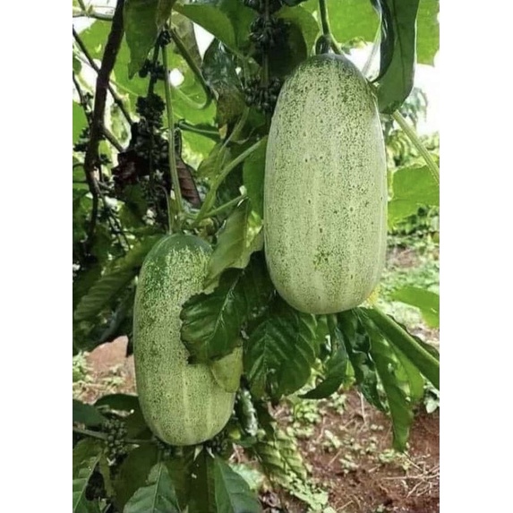 HẠT GIỐNG DƯA CHUỘT MÈO CAO SẢN