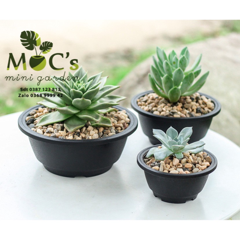 Chậu nhựa miệng tròn cao cấp trồng sen đá, xương rồng | Đen - Trong Suốt | CNT04 | 3 kích thước || mocminigarden