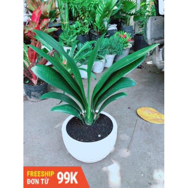 Chậu Lan Quân Tử