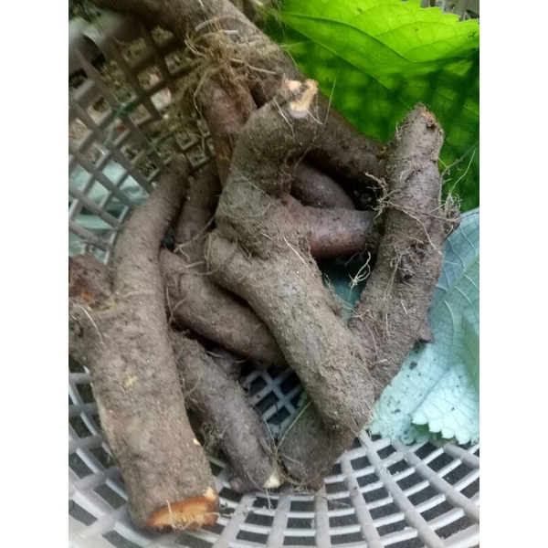 Củ gai tươi vip già 1kg