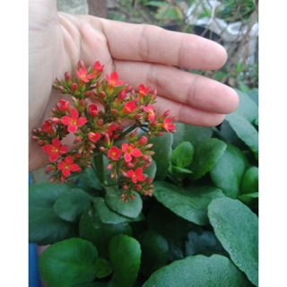 Combo 10 cây  SỐNG ĐỜI 1 TUỔI HOA ĐỎ MAY MẮN ( không gồm chậu)
