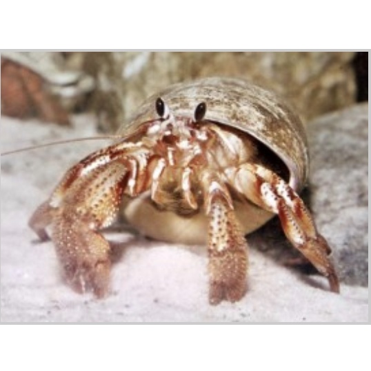 Cát Trắng Trang Trí - Phụ Kiện Bể Cá, Trang Trí Tiểu Cảnh, Thủy Sinh, Nuôi Gà - Chim